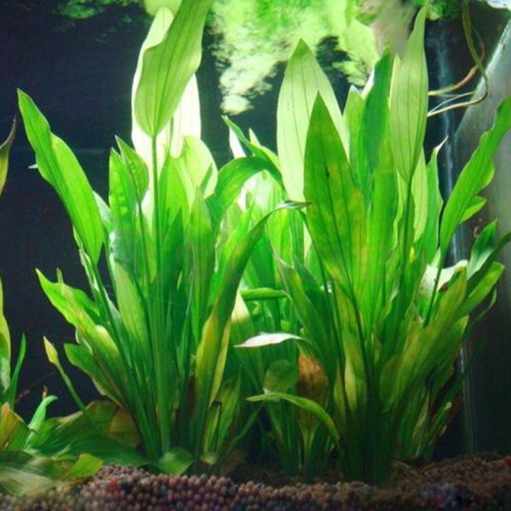 Aquarium Fish Enrichment - 15 センチメートル人工水族館の装飾植物水雑草飾り水生植物水槽草装飾アクセサリー
