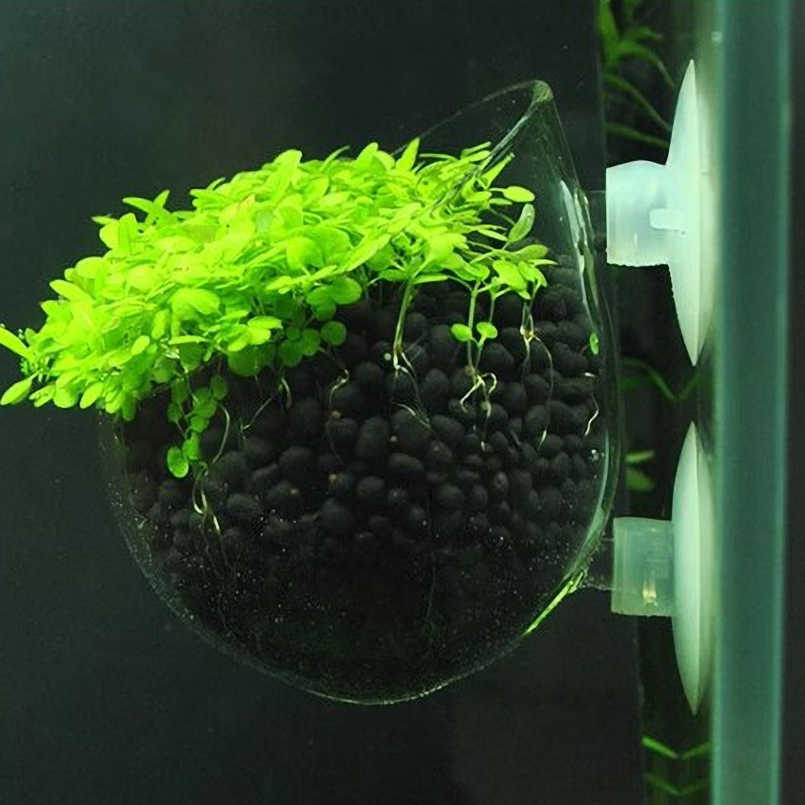 水槽用植物ホルダー ガラス製水草ポット 吸盤付き 生きた植物 - Aquarium Fish Enrichment のレビューと価格