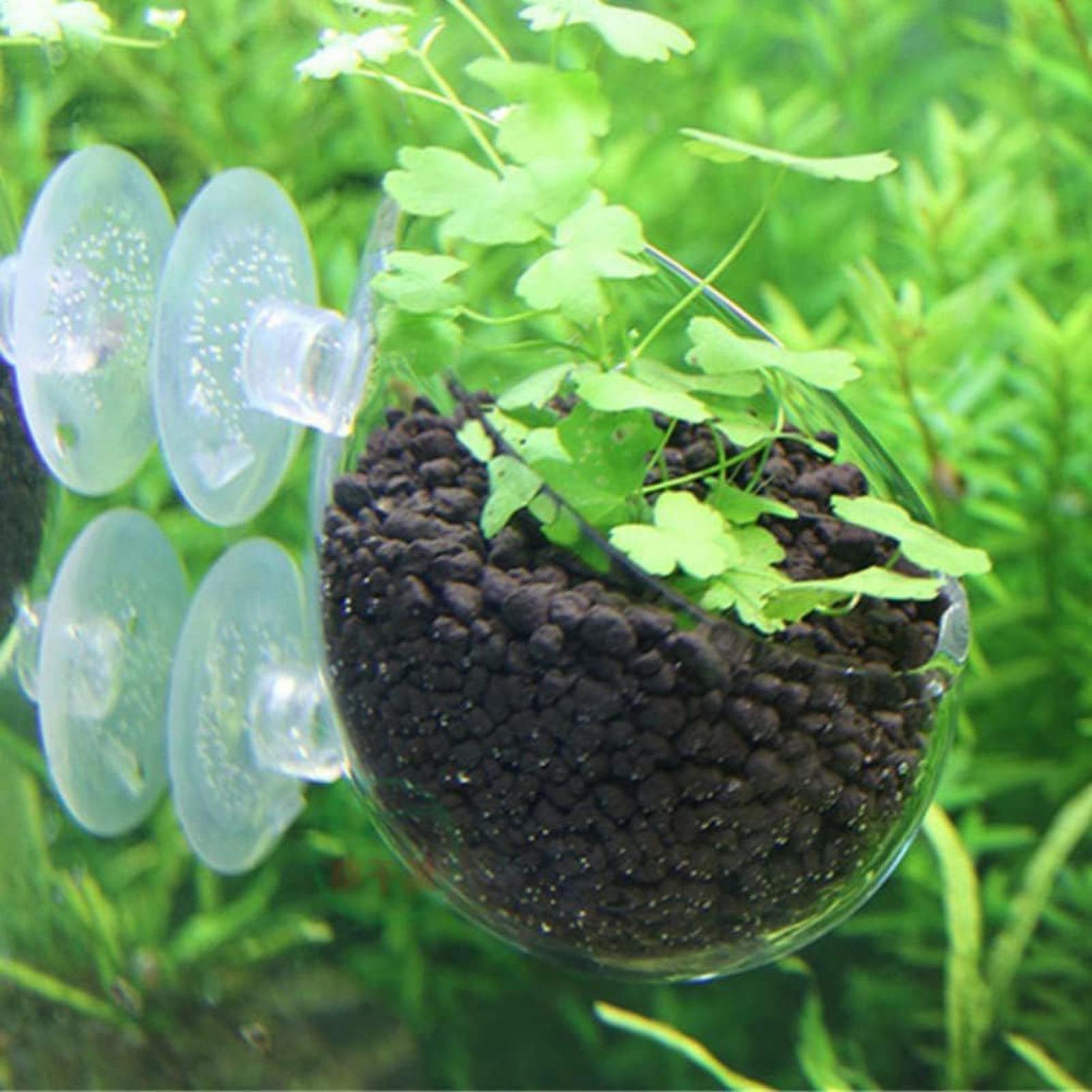 水槽用植物ホルダー ガラス製水草ポット 吸盤付き 生きた植物 - Aquarium Fish Enrichment のレビューと価格