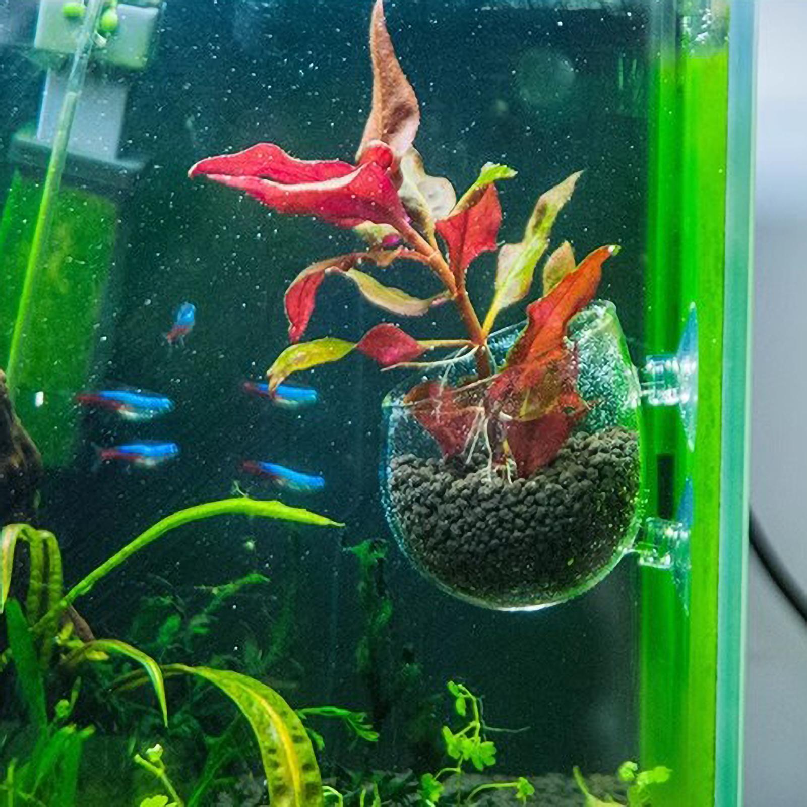 水槽用植物ホルダー ガラス製水草ポット 吸盤付き 生きた植物 - Aquarium Fish Enrichment のレビューと価格