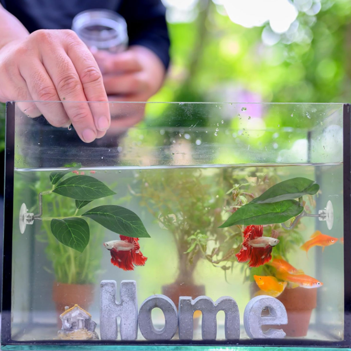 1 PC ベタフィッシュハンモック ソフト水槽装飾 プラスチ - Aquarium Fish Enrichment のレビューと価格