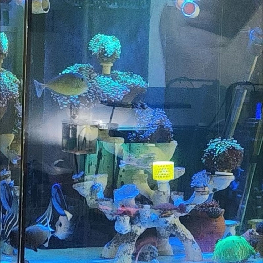 新しい3Dプリント製サンゴ繁殖ボックス、水槽用観賞用サンゴ移 - Aquarium Fish Reproduction のレビューと価格